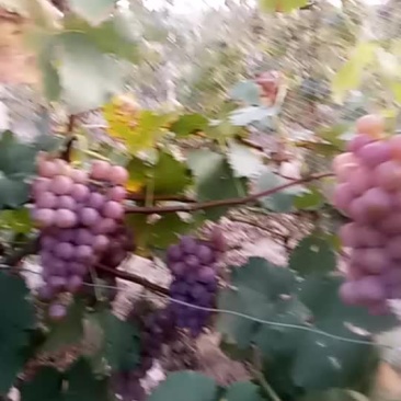 永清冰窖巨峰套袋葡萄