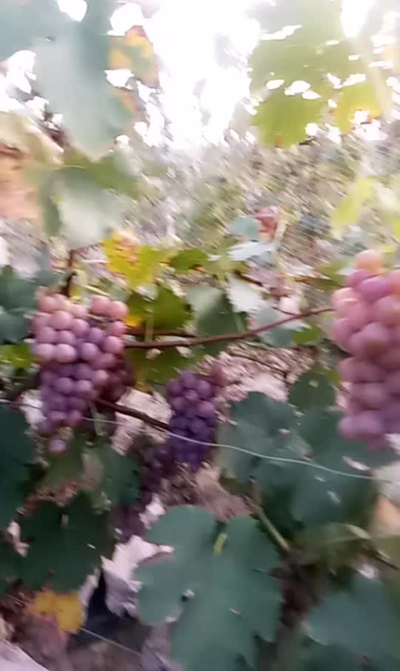 永清冰窖巨峰套袋葡萄