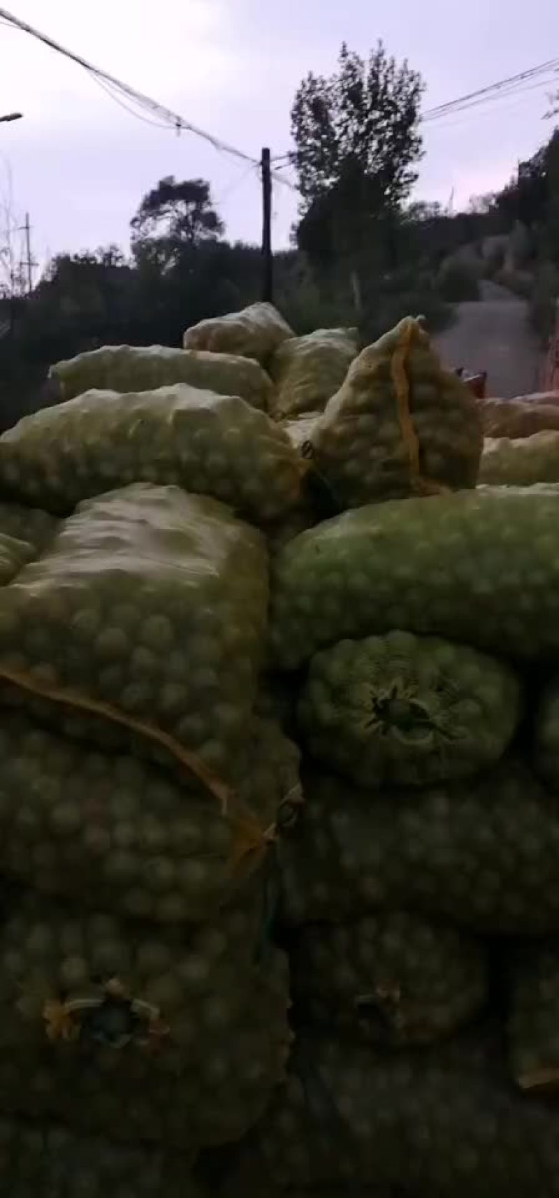 礼品核桃，老树核桃常年七月十五上市