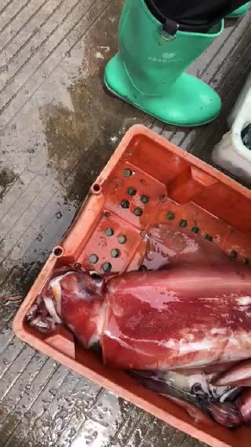 大红鱿鱼本地海港海鱼冰鲜鱼预定当天发货大量批发