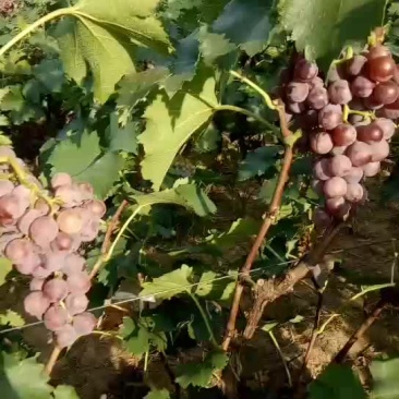 巨峰葡萄