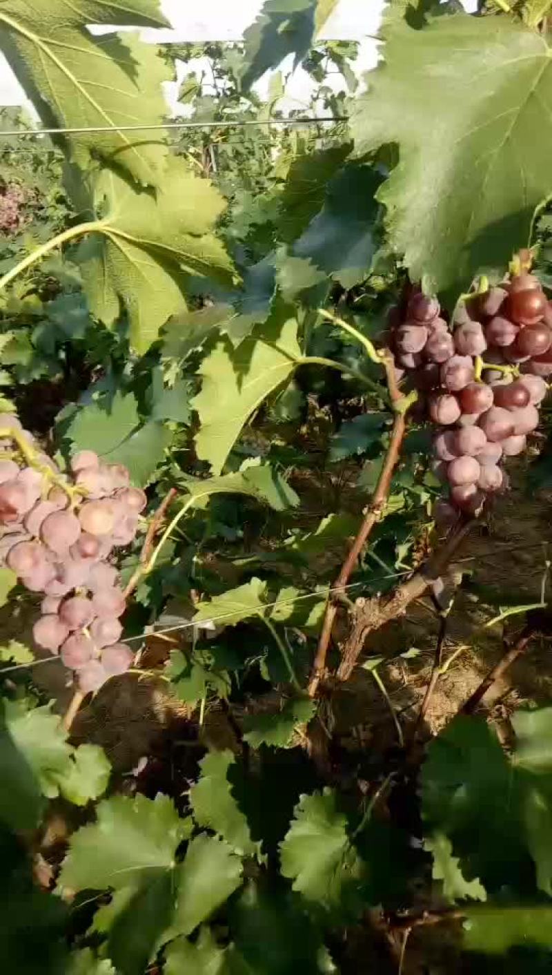 巨峰葡萄