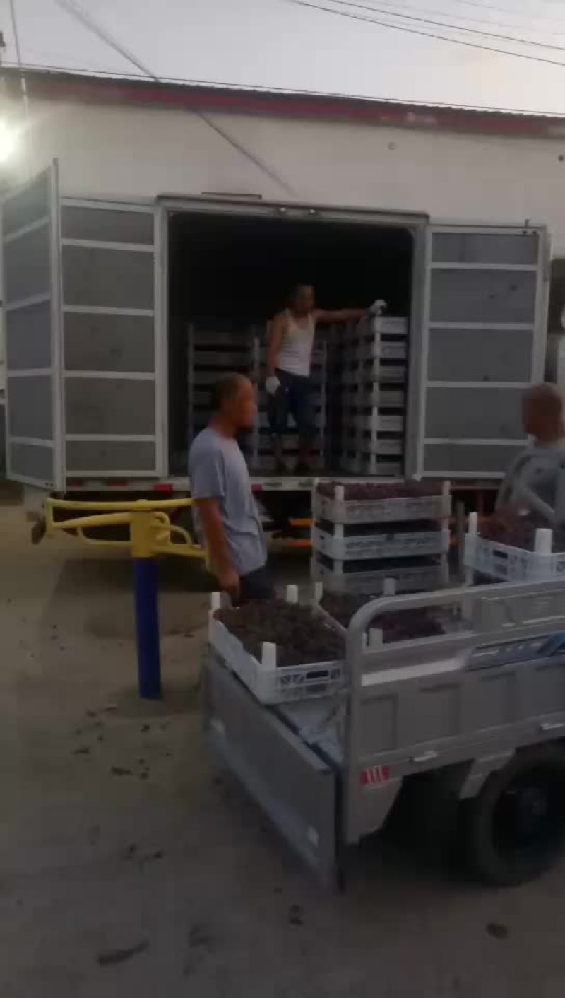巨峰葡萄
