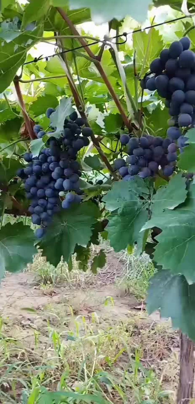 摩尔多瓦黑紫色