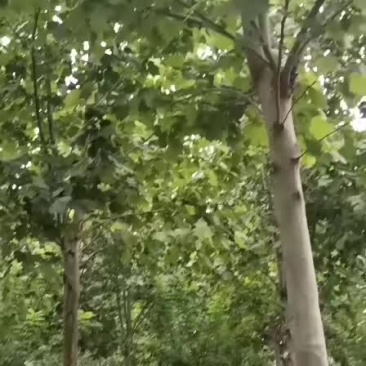 绿化苗木国槐白蜡合欢法桐