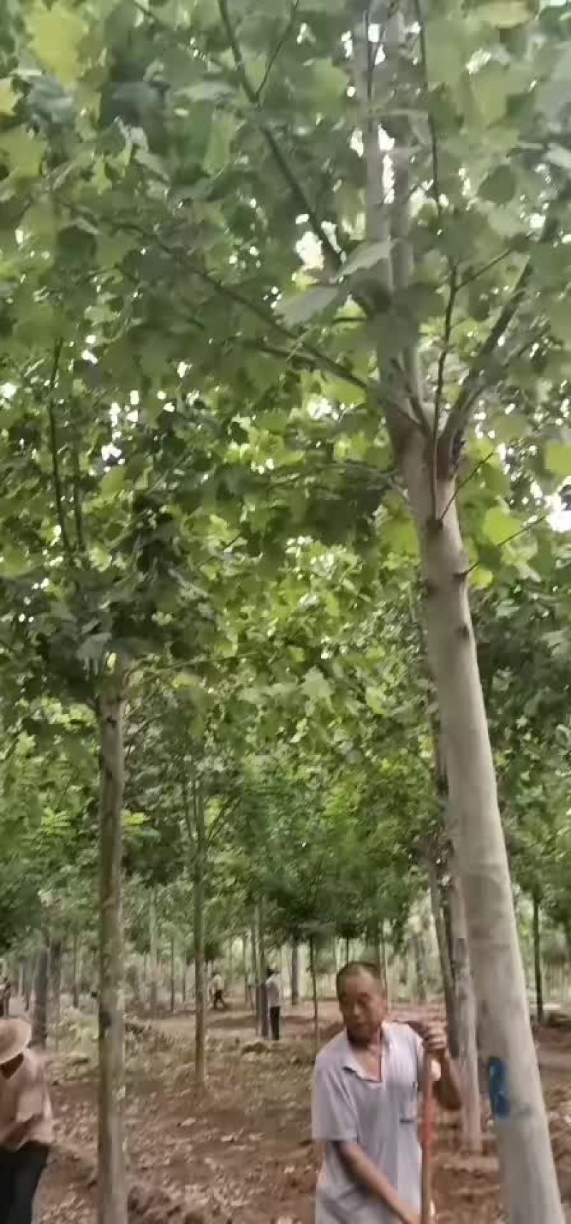 绿化苗木国槐白蜡合欢法桐
