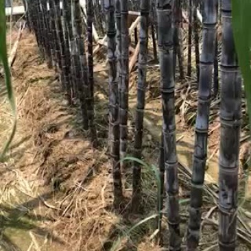 南沙区基地黑皮甘蔗爽甜