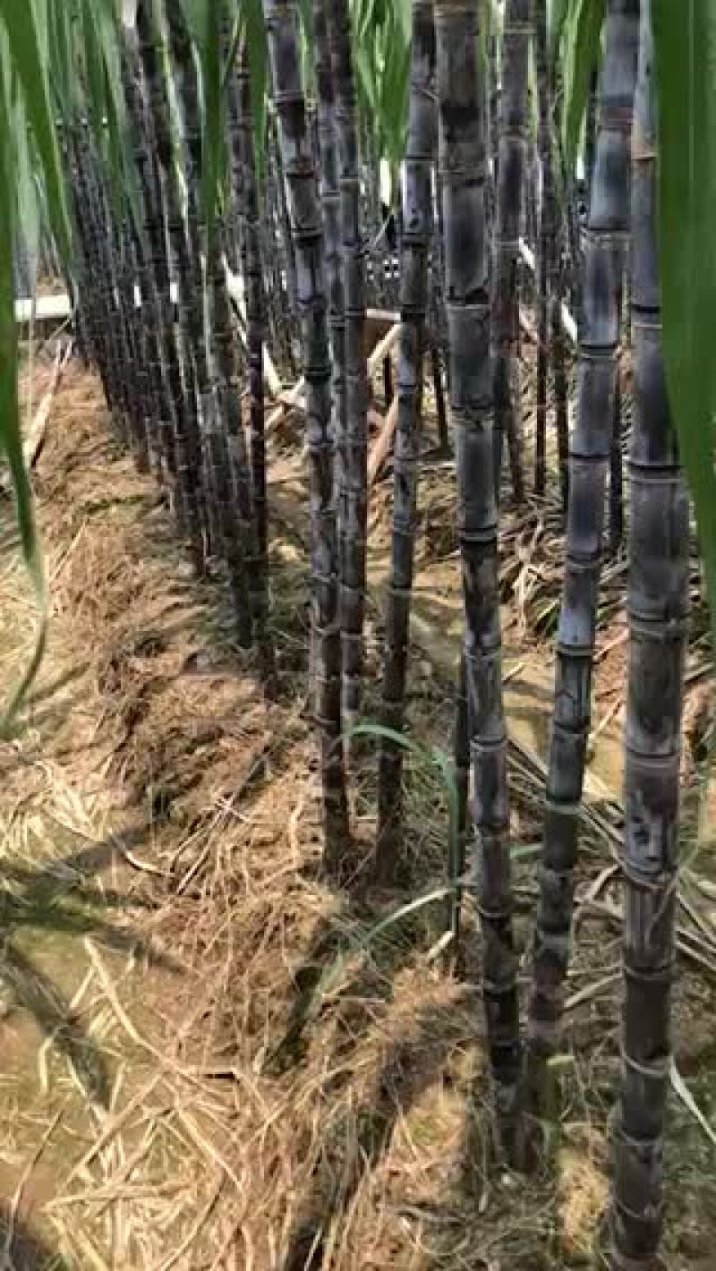 南沙区基地黑皮甘蔗爽甜