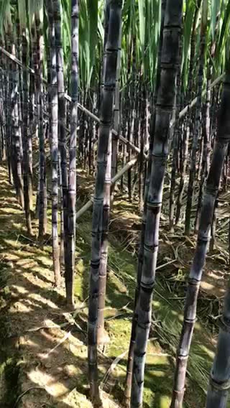 南沙区基地黑皮甘蔗爽甜