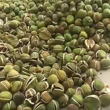 种植需求文冠果籽量大。用者联系