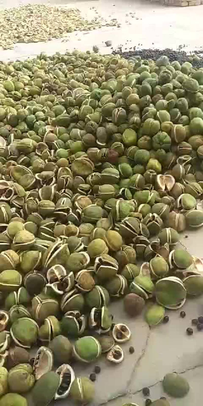 种植需求文冠果籽量大。用者联系