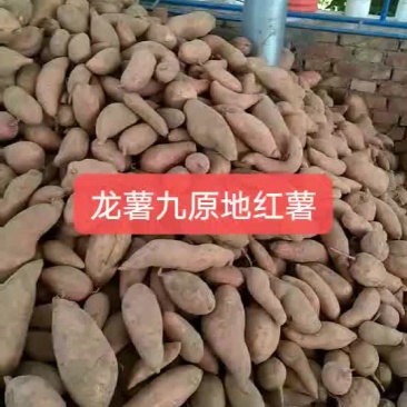 山东省夏津县沙土地龙薯九红薯