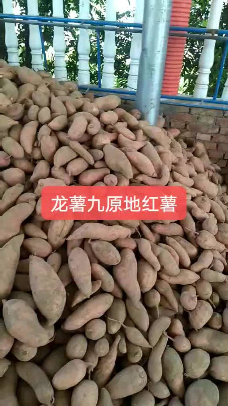 山东省夏津县沙土地龙薯九红薯