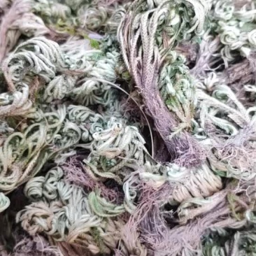卷柏，还魂草。
