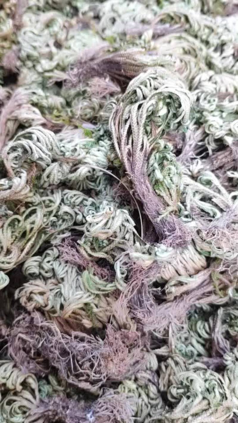 卷柏，还魂草。