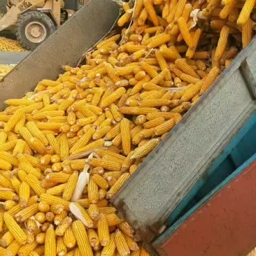 玉米棒大量出售