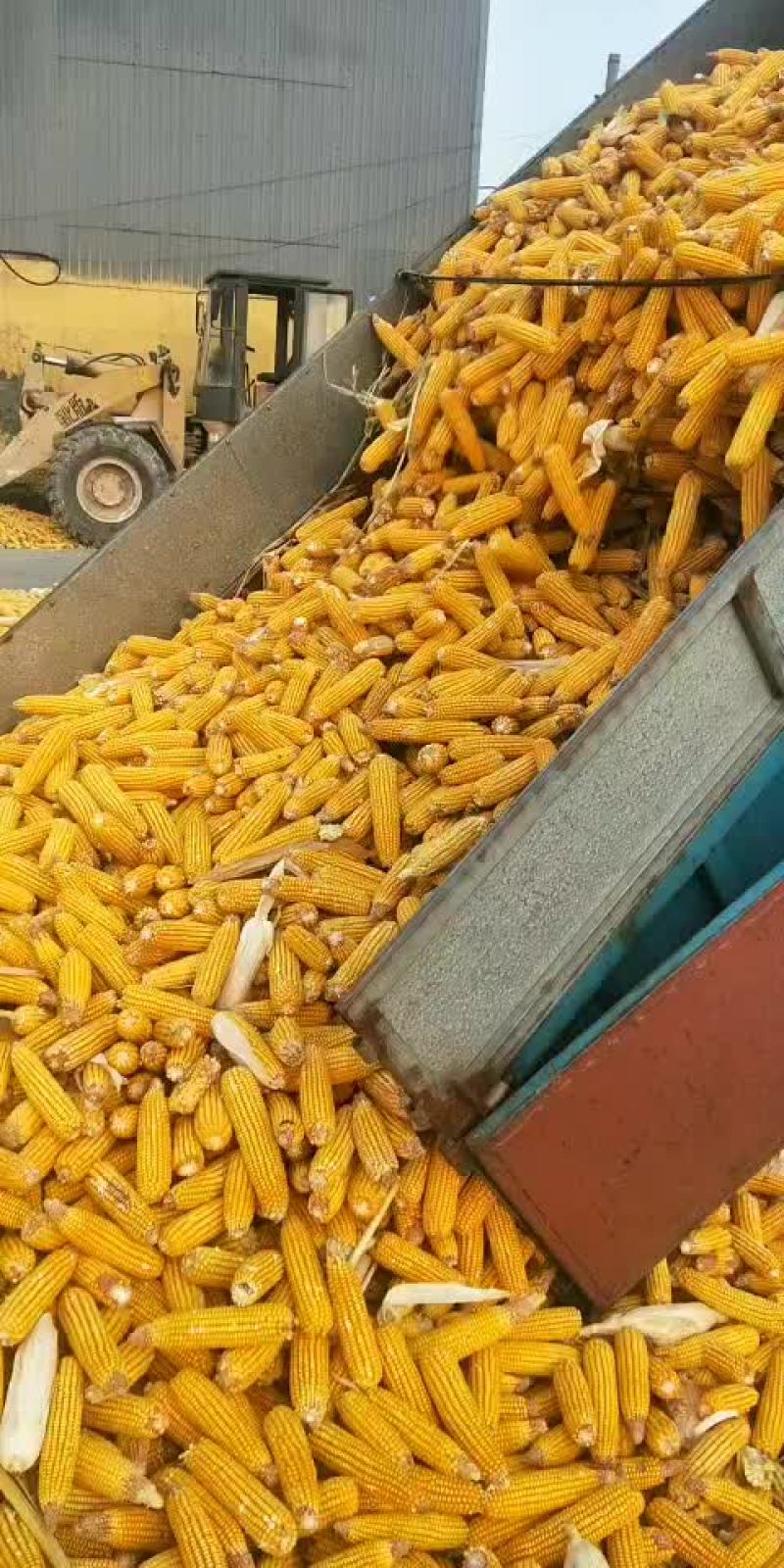 玉米棒大量出售