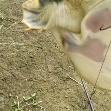 甲鱼要货的来来晚了拍大腿