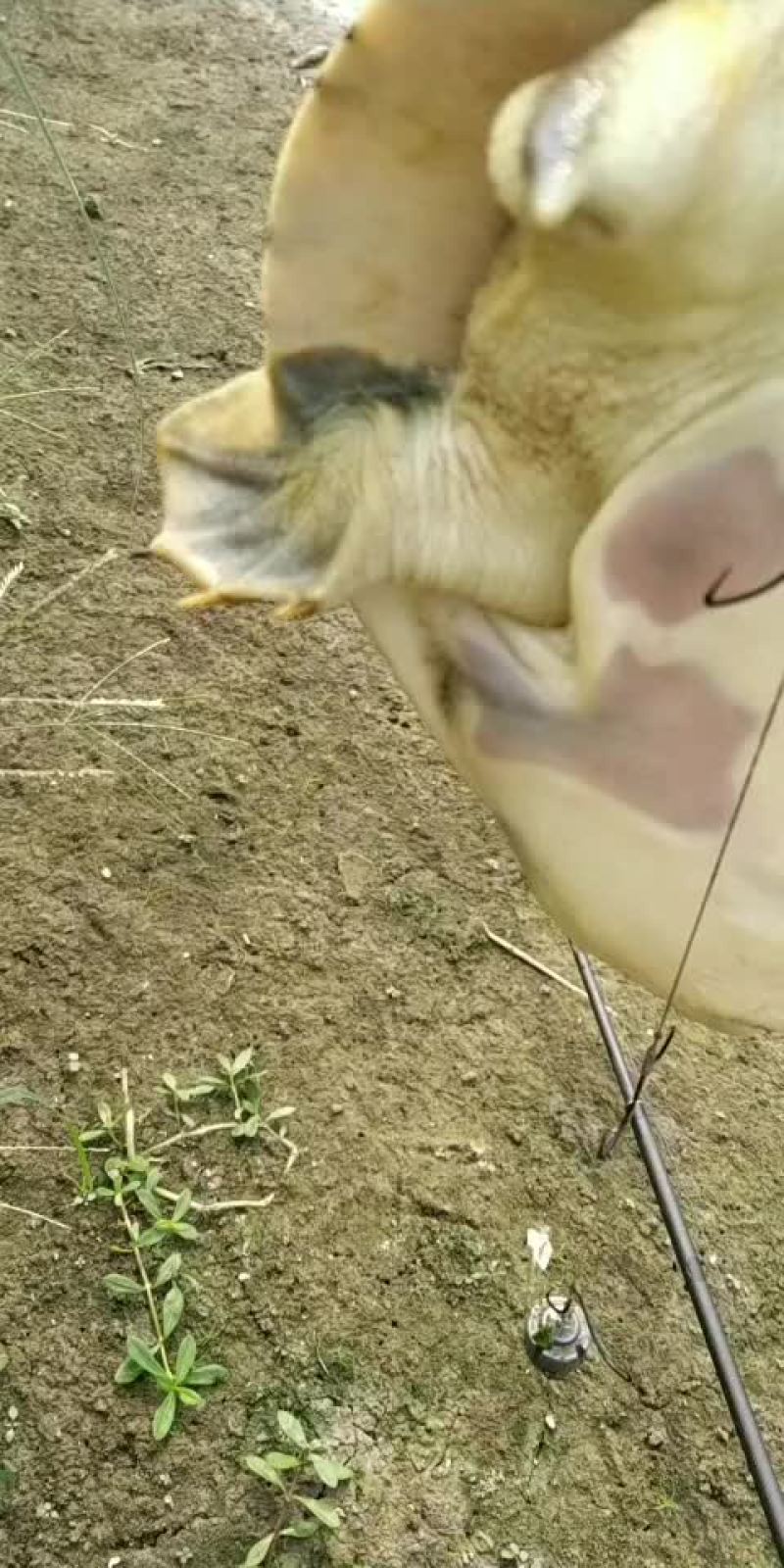 甲鱼要货的来来晚了拍大腿