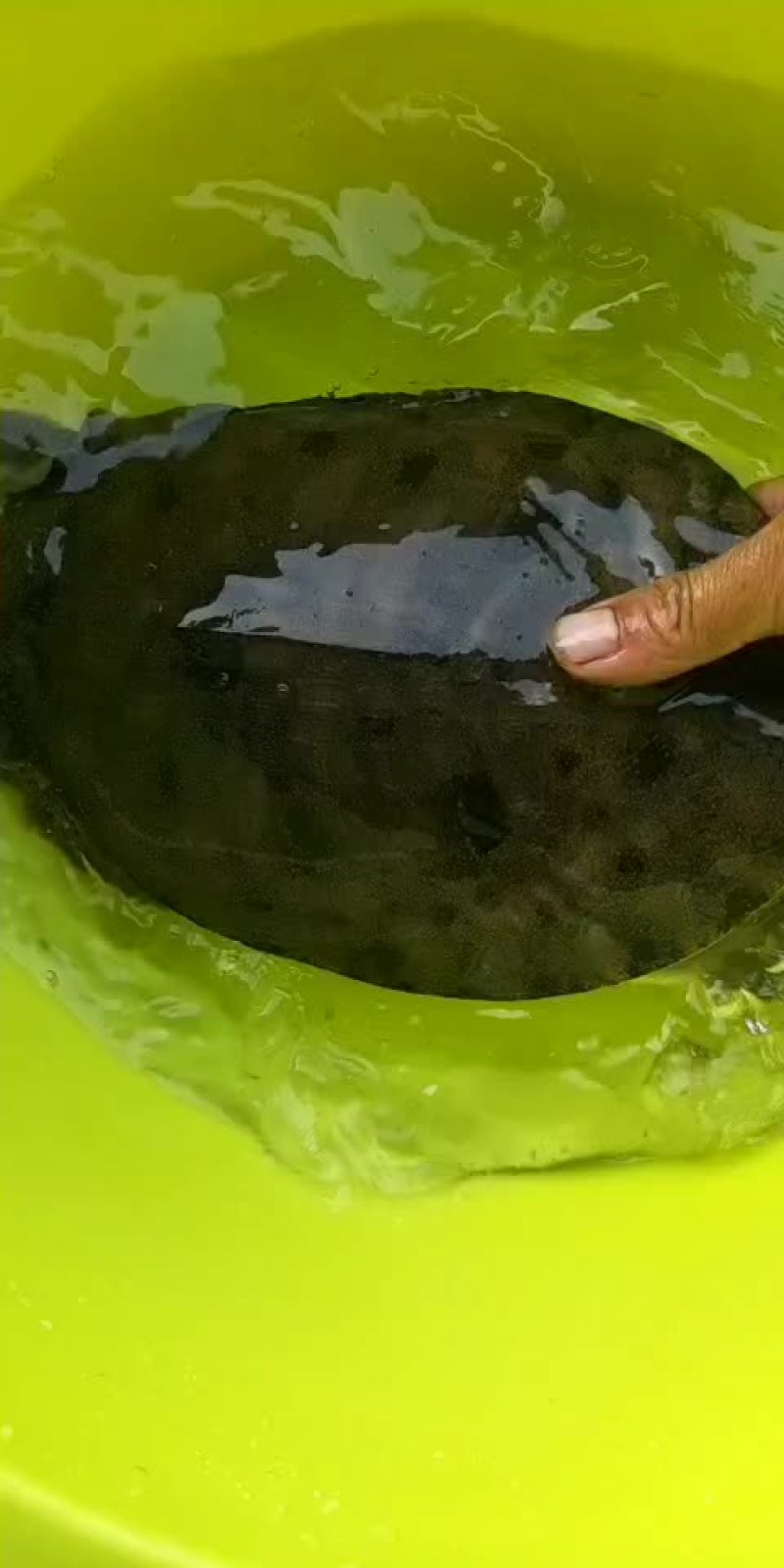 甲鱼要货的来来晚了拍大腿