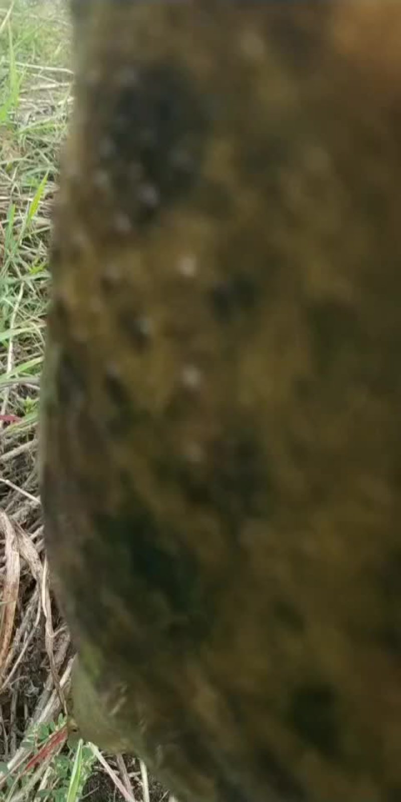 甲鱼要货的来来晚了拍大腿