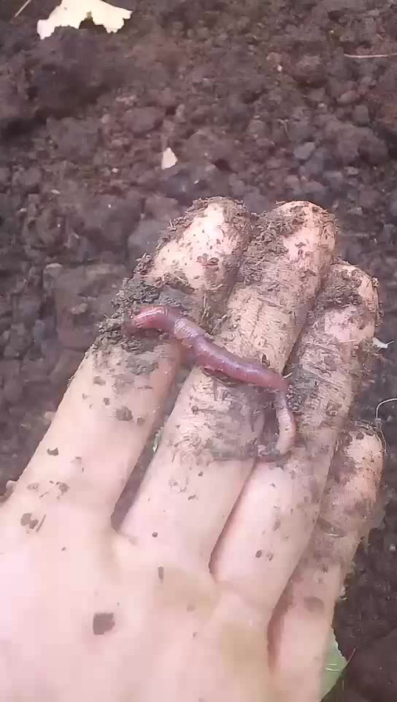 蚯蚓