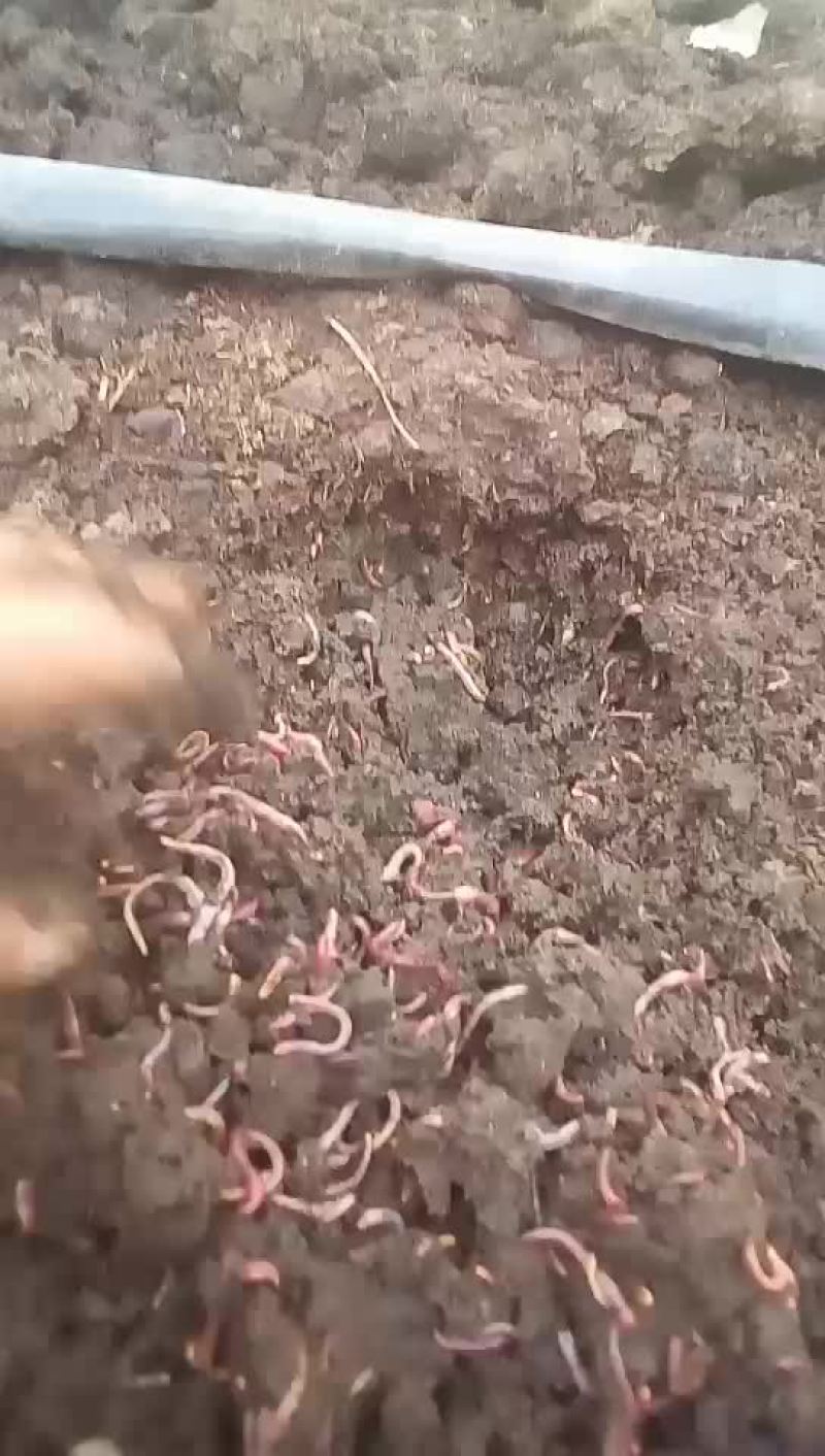 蚯蚓