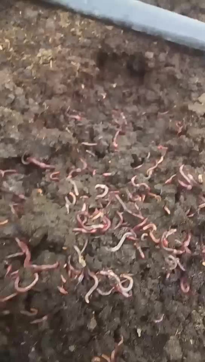 蚯蚓