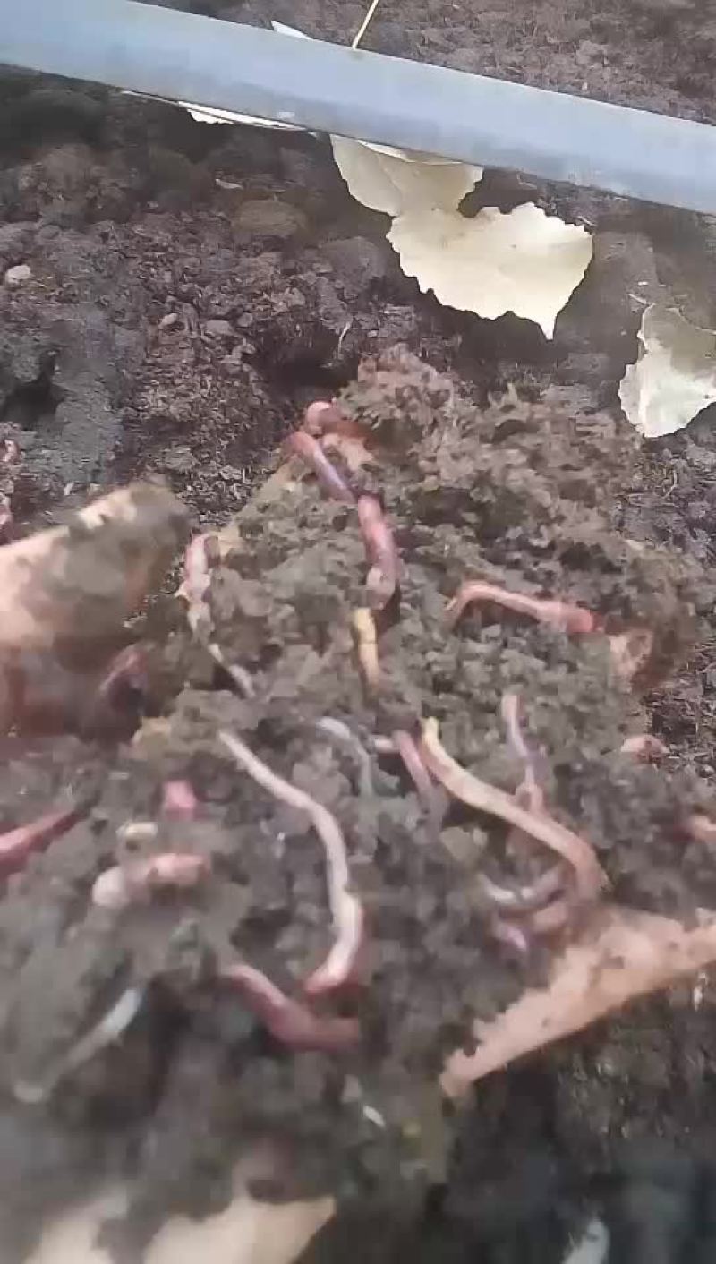 蚯蚓