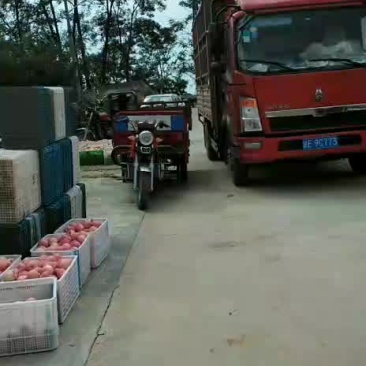 红富士下检苹果销售中
