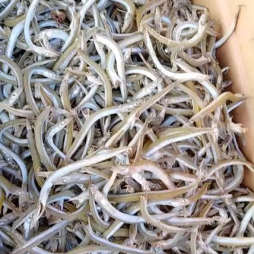 沾小银针鱼
