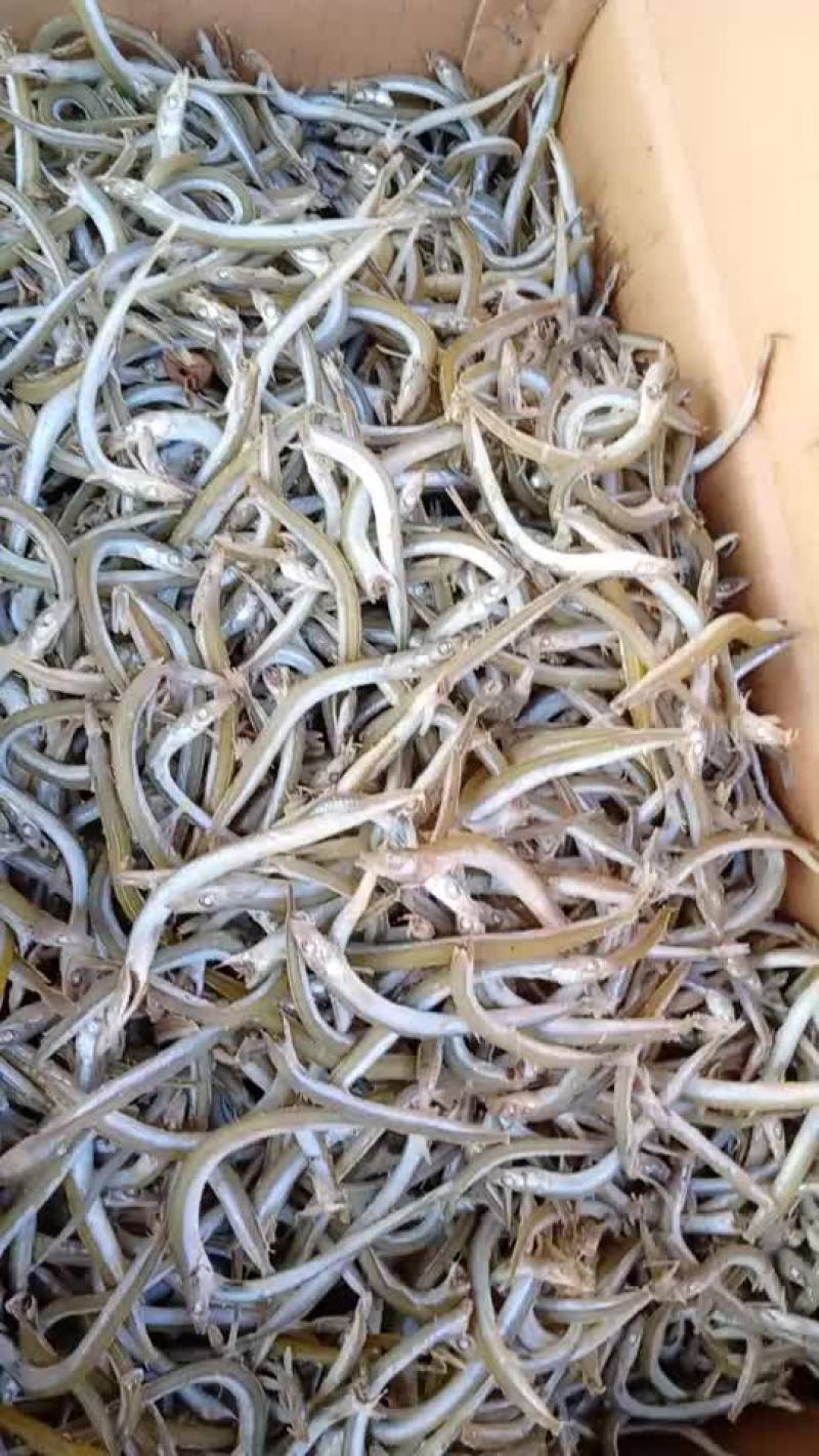 沾小银针鱼