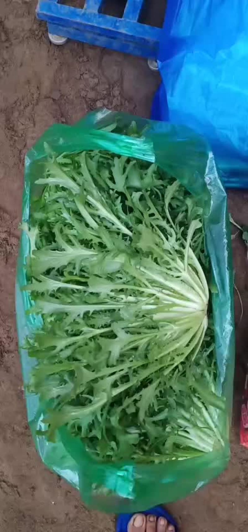苦菊掉价了质量完美有一流的团队