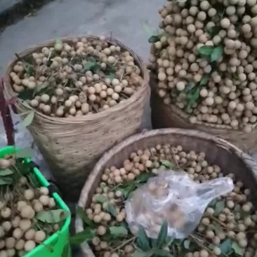 水果