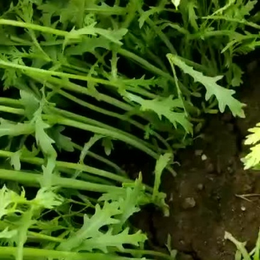 茼蒿陆续上市质量完美有一流的团队