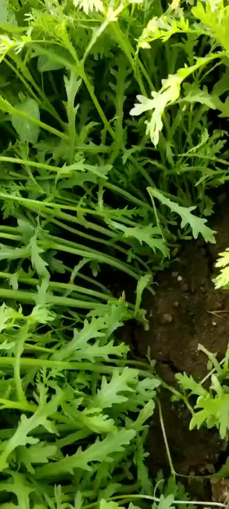 茼蒿陆续上市质量完美有一流的团队