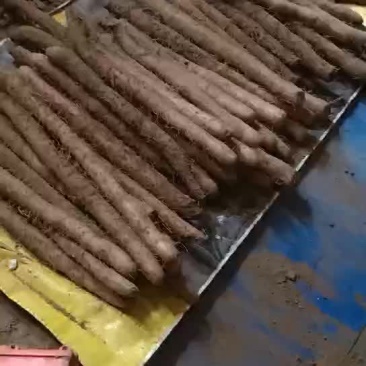 麻山药