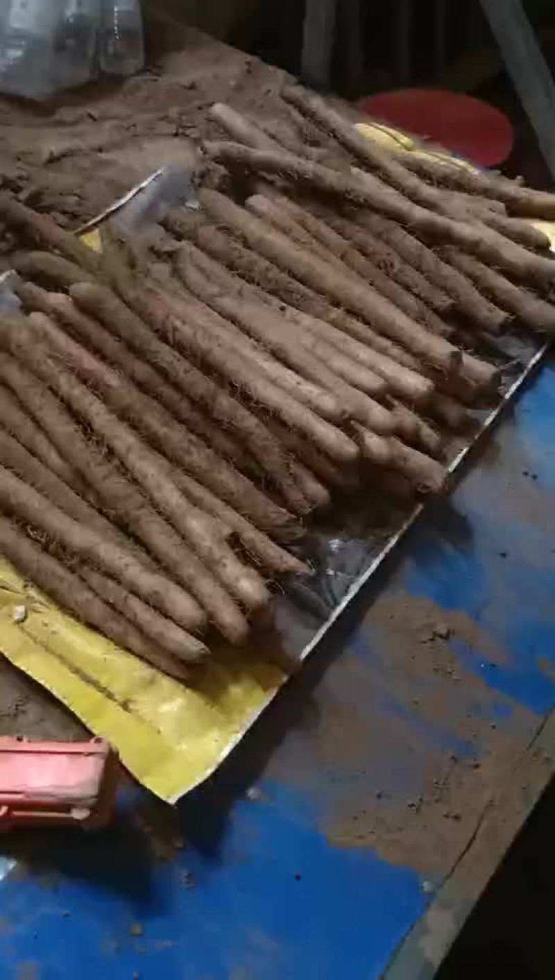 麻山药