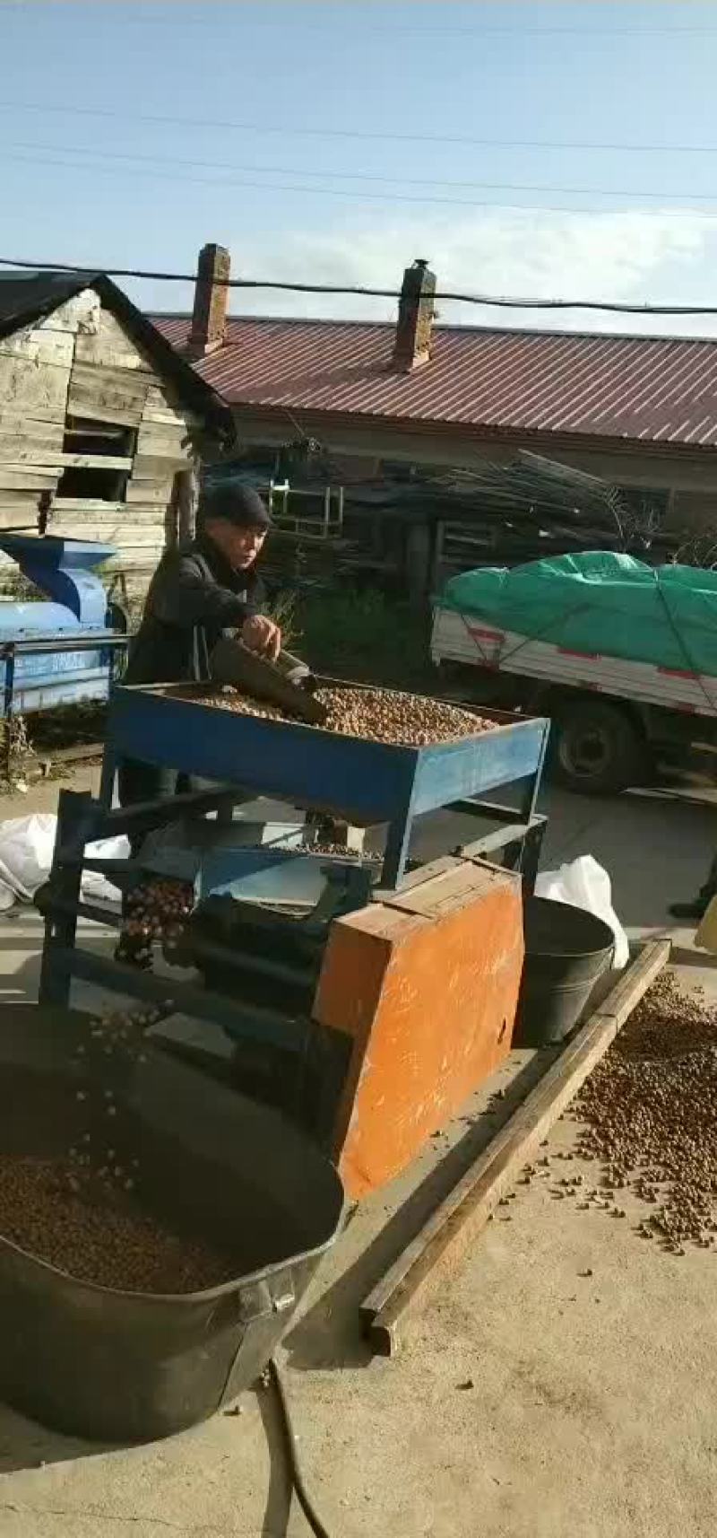 大兴安岭野生榛子