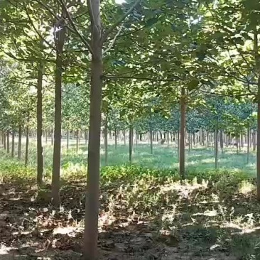 大量出售，8到18泡桐，紫花泡桐，价格面议