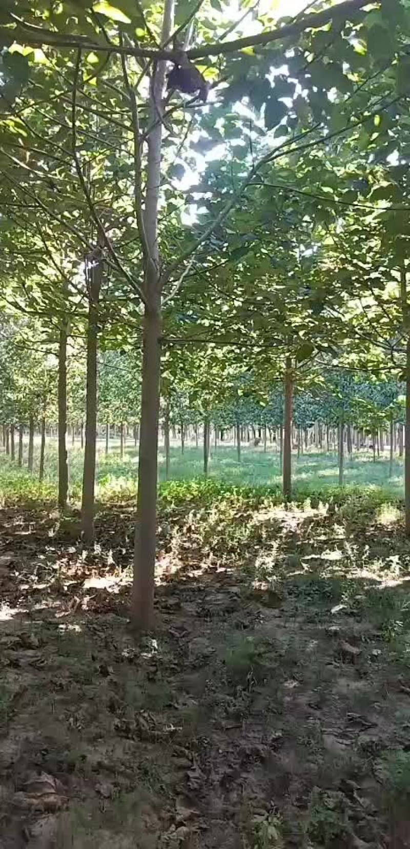 大量出售，8到18泡桐，紫花泡桐，价格面议