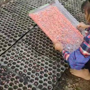 甜玉米播种机