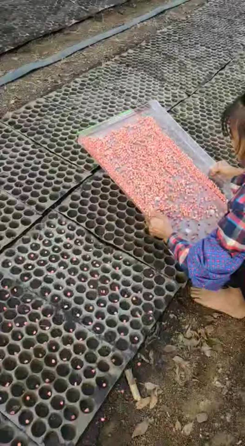 甜玉米播种机