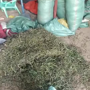 化石草