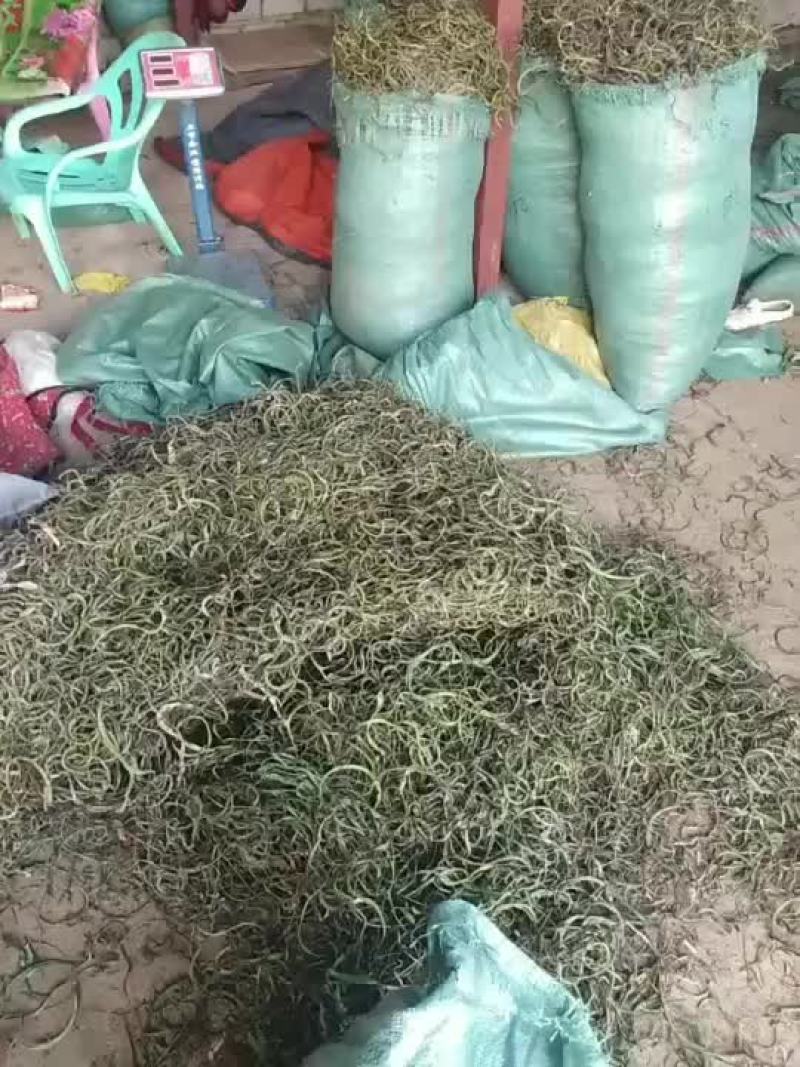 化石草