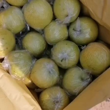 优质皇冠梨