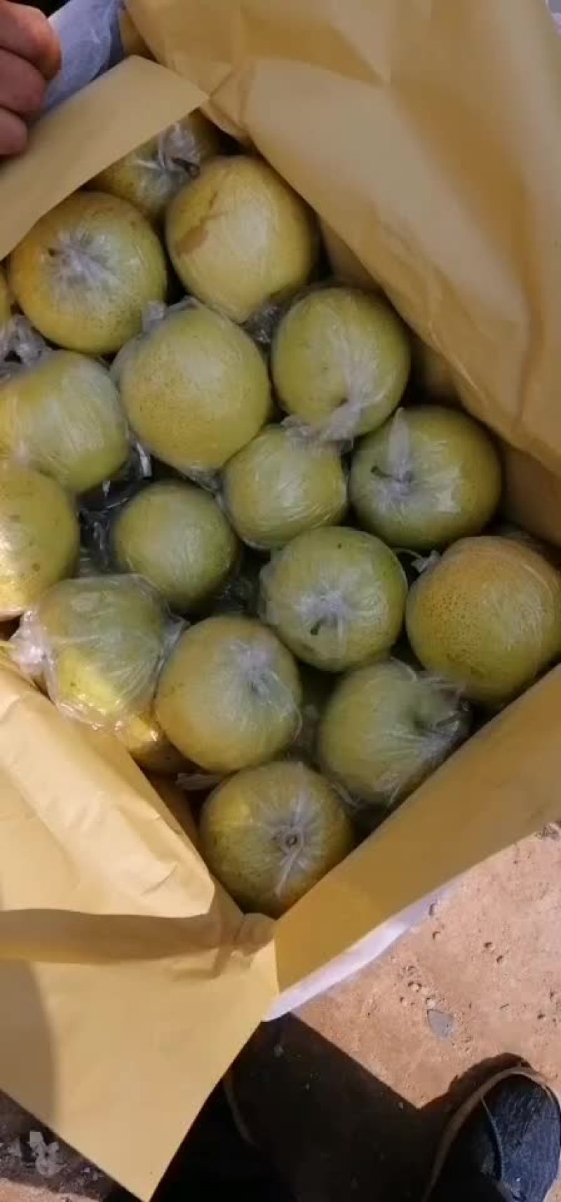 优质皇冠梨