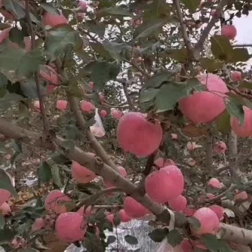红富士
