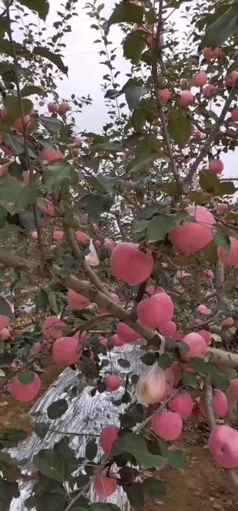 红富士
