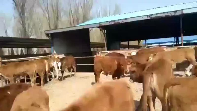华北山西肉牛养殖基地：售牛热线13509702926